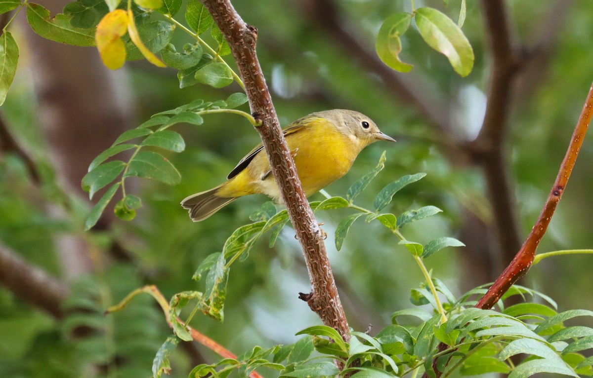 Nashville Warbler - ML609634589