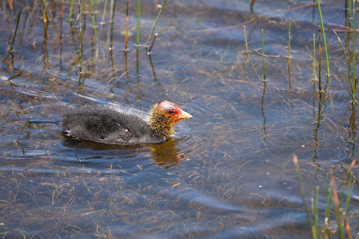 Eurasian Coot - ML609634600