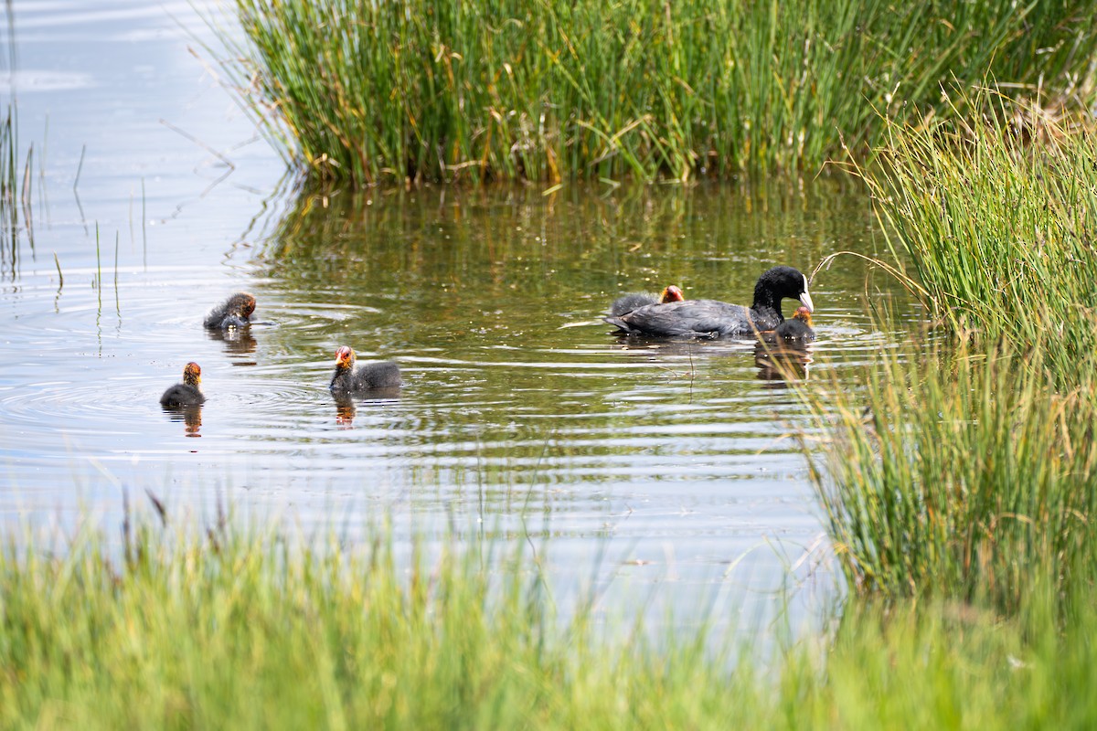 Eurasian Coot - ML609634601