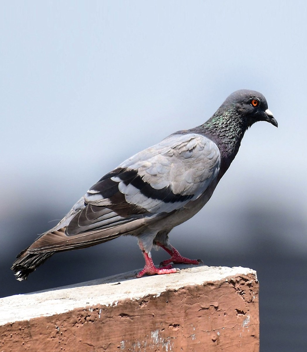 Rock Pigeon (Feral Pigeon) - ML609634612