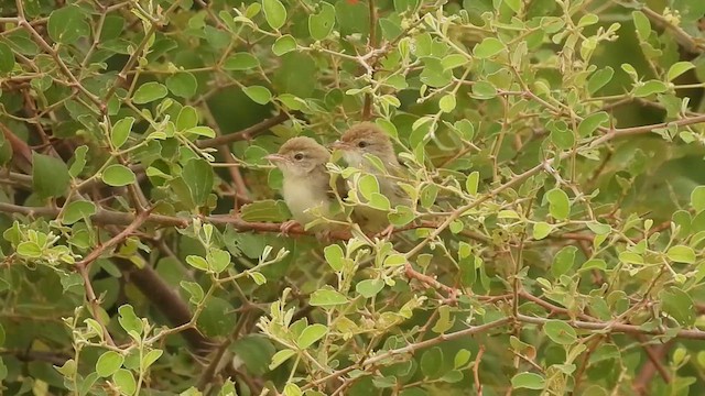 Prinia Frentirrufa - ML609634750