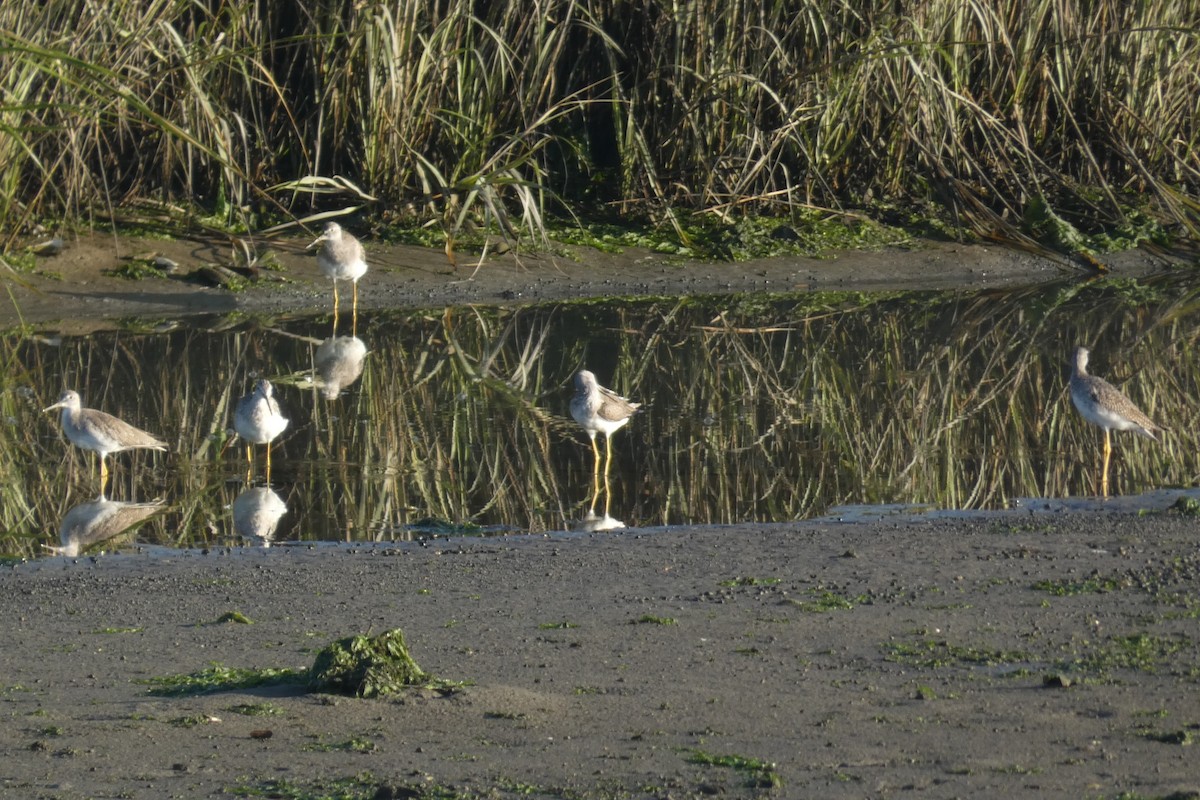 Greater Yellowlegs - ML609634767