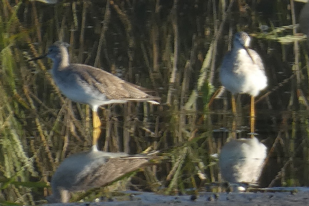 Greater Yellowlegs - ML609634768