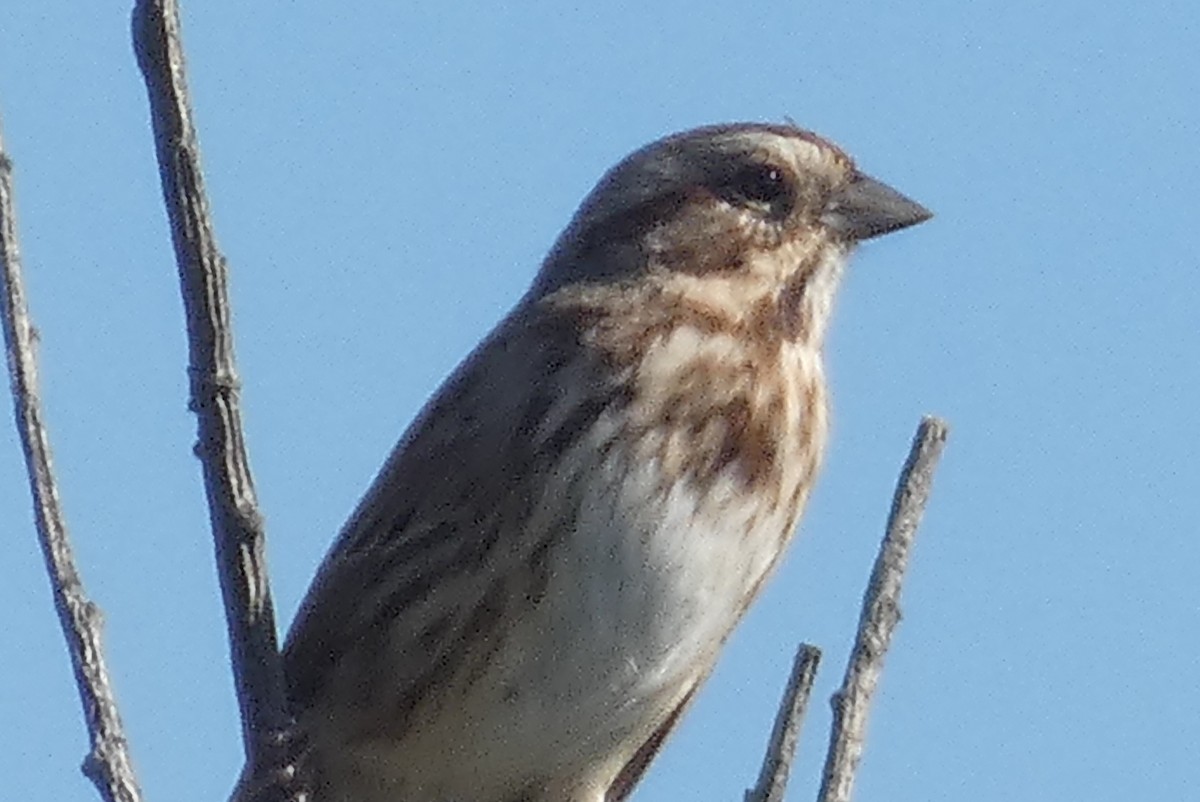 Song Sparrow - ML609634799