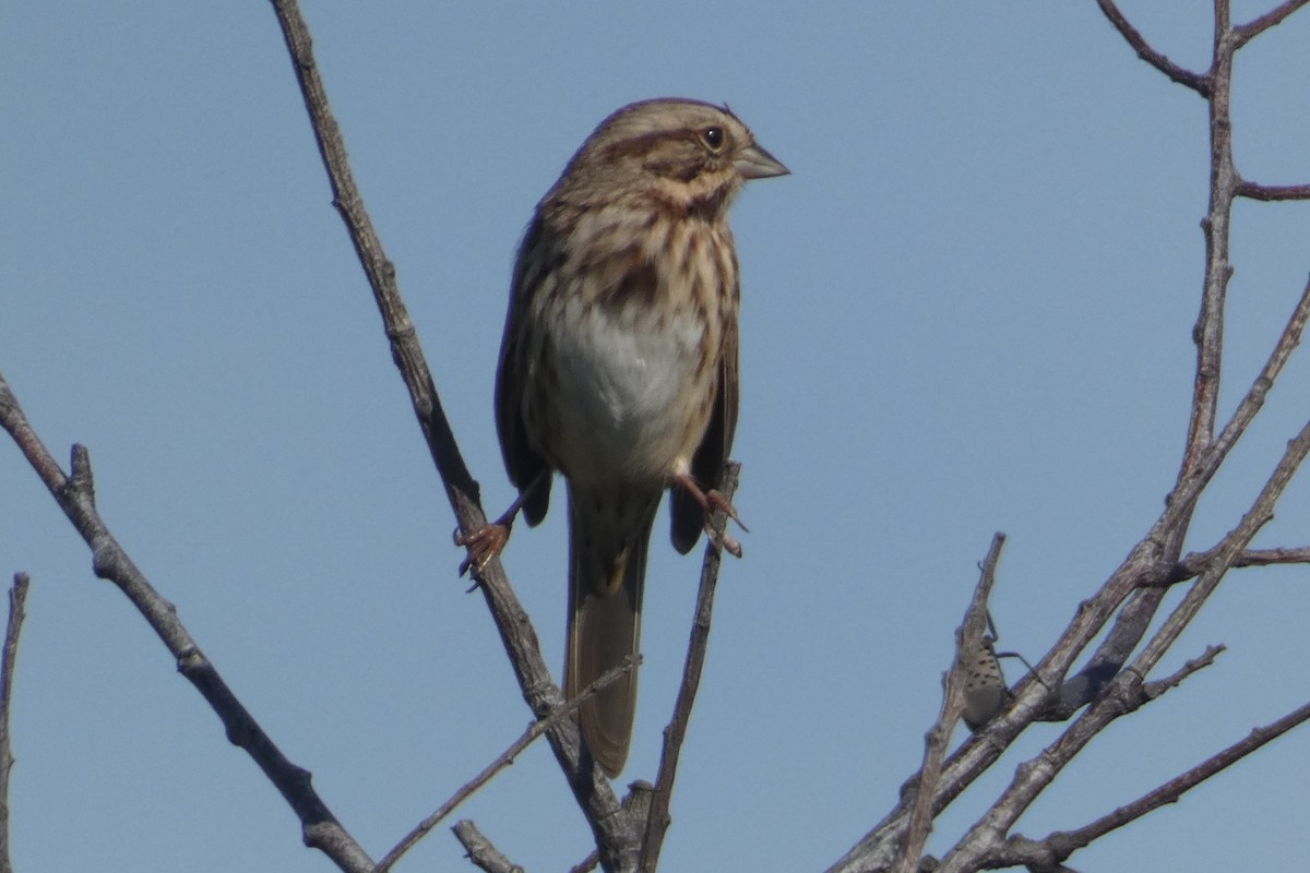 Song Sparrow - ML609634800