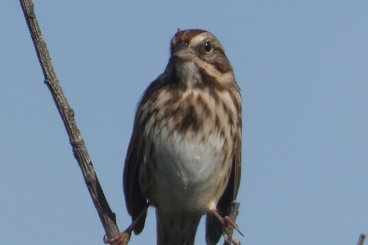 Song Sparrow - ML609634801