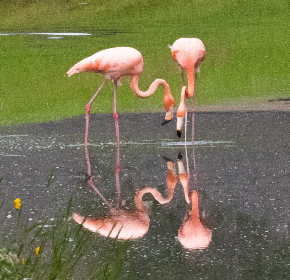 Amerika Flamingosu - ML609634875