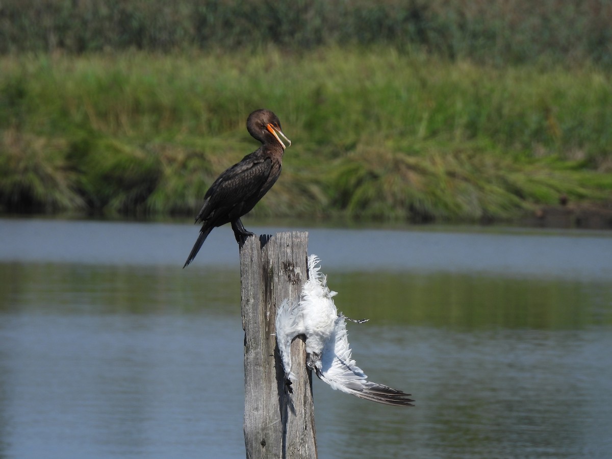 Double-crested Cormorant - Barb Thomascall