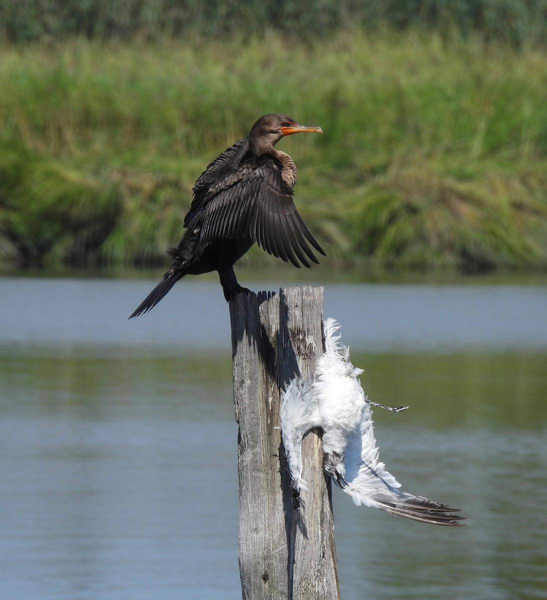 Double-crested Cormorant - Barb Thomascall