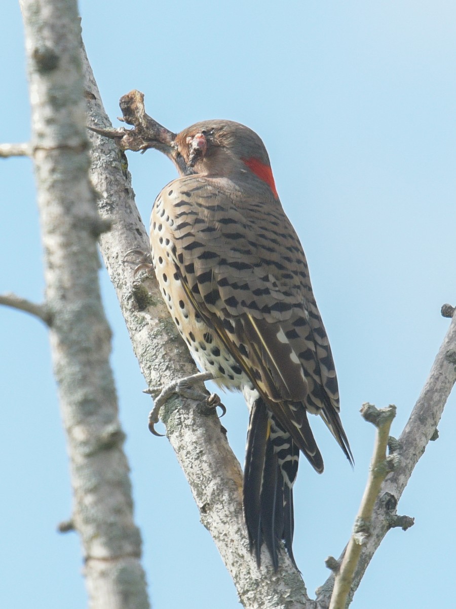 Northern Flicker - ML609634936