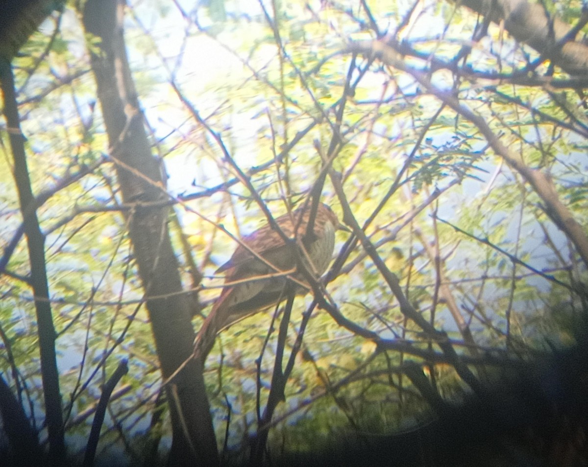 Gray-bellied Cuckoo - ML609634937