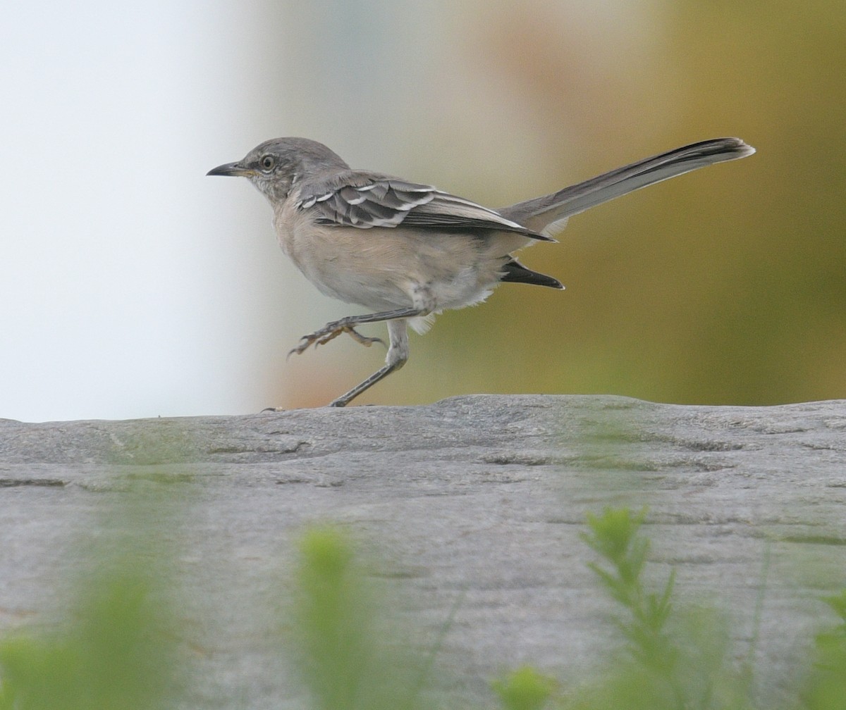 Northern Mockingbird - ML609634943