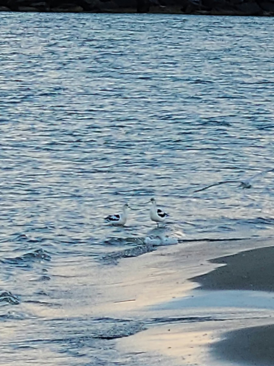 American Avocet - Robert Krajeski