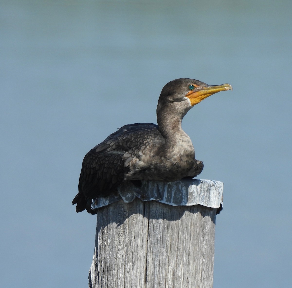 Double-crested Cormorant - Barb Thomascall