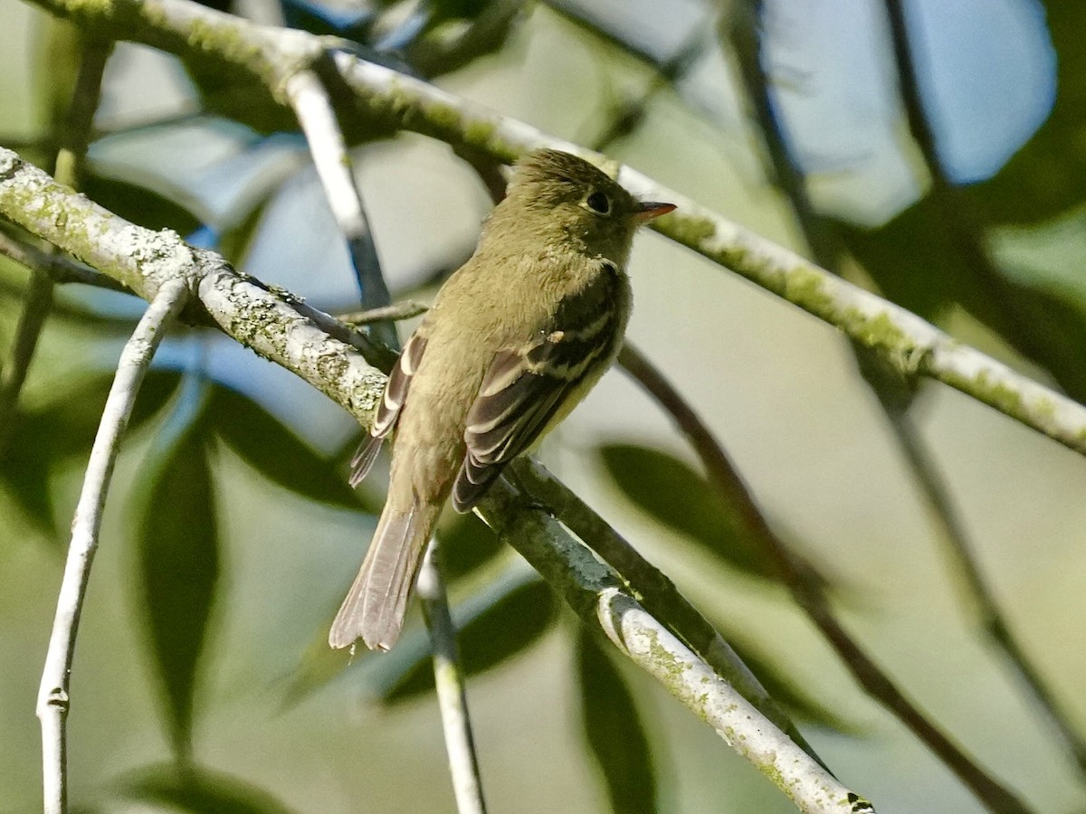 Western Flycatcher (Pacific-slope) - Don Hoechlin