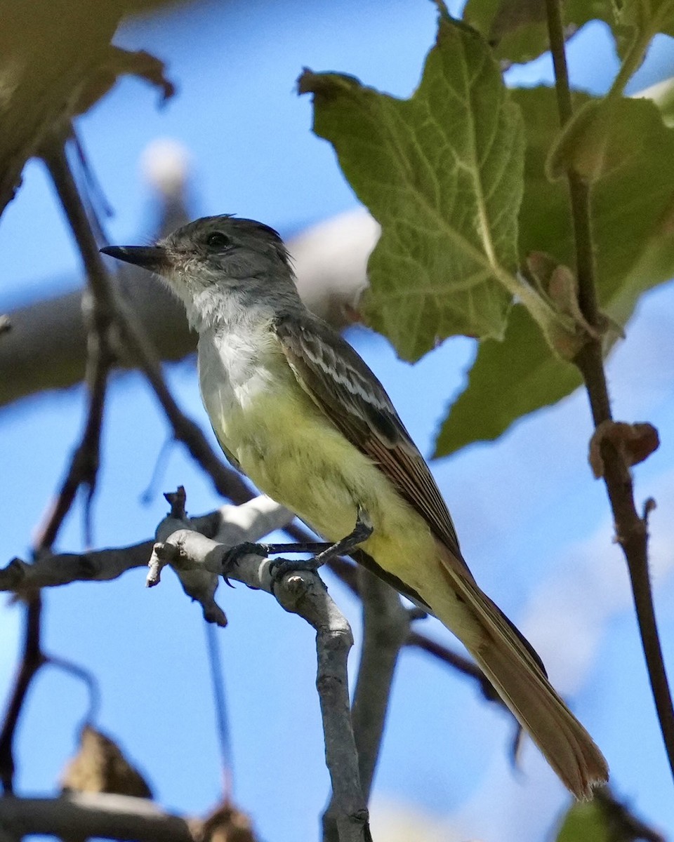 Ash-throated Flycatcher - Don Hoechlin