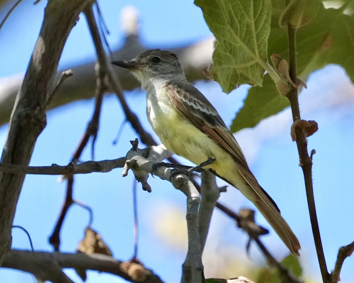 Ash-throated Flycatcher - ML609635179