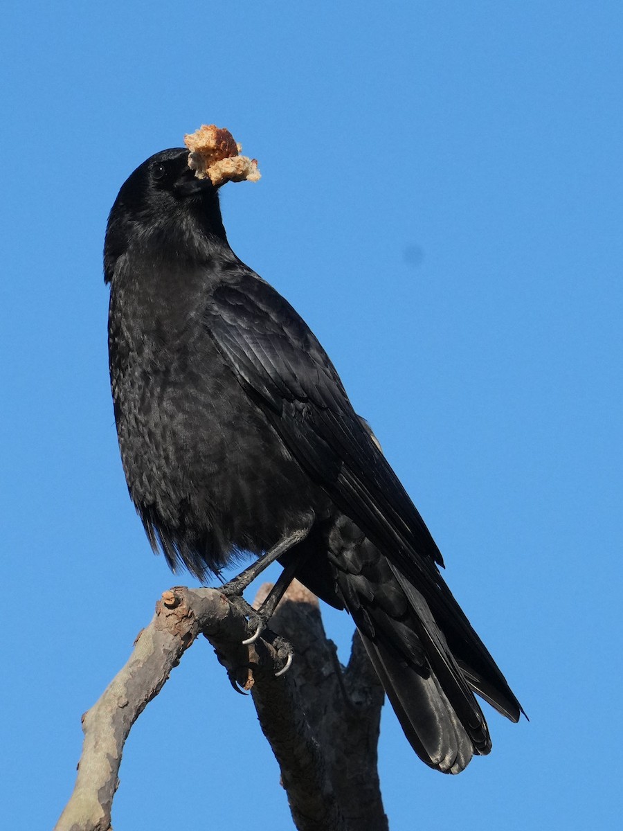 American Crow - Don Hoechlin