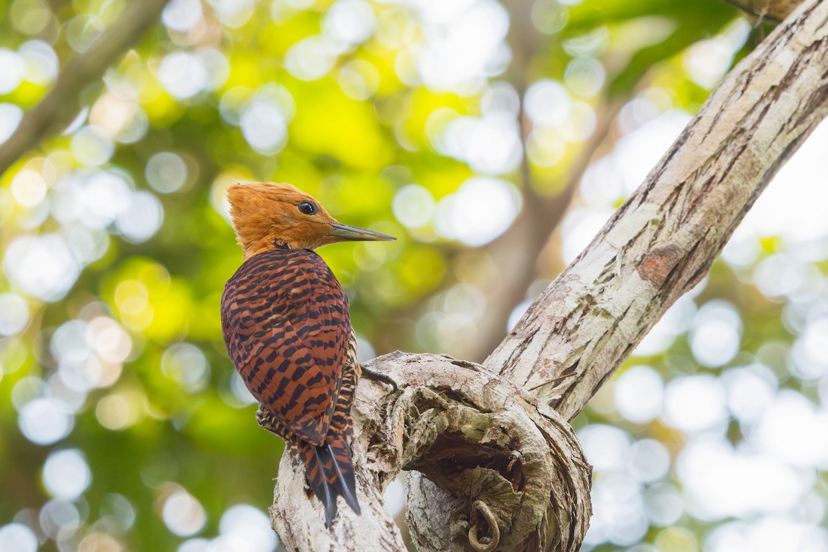 Ringed Woodpecker (Atlantic Black-breasted) - Gabriel Bonfa