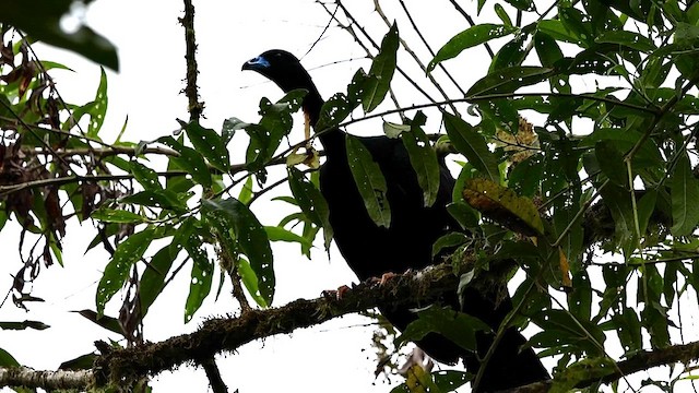 Wattled Guan - ML609635275