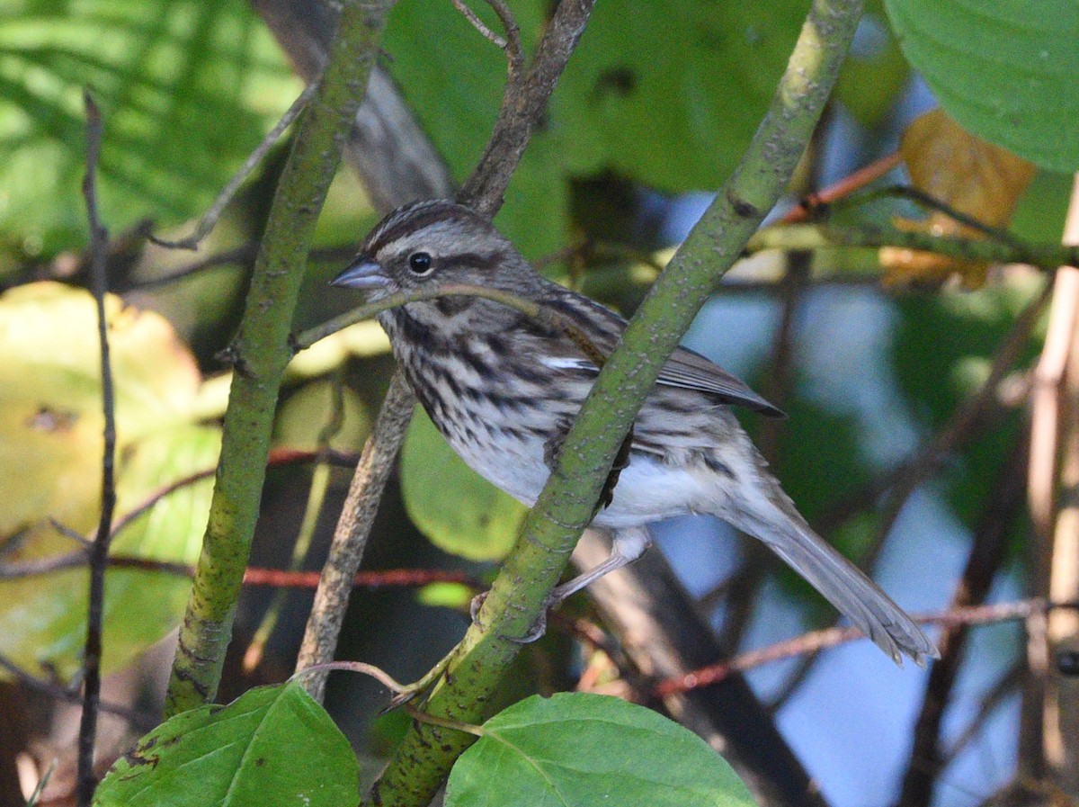 Song Sparrow - ML609635310