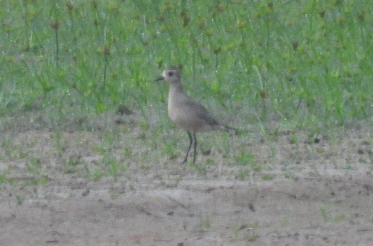 American Golden-Plover - Mike Manetz