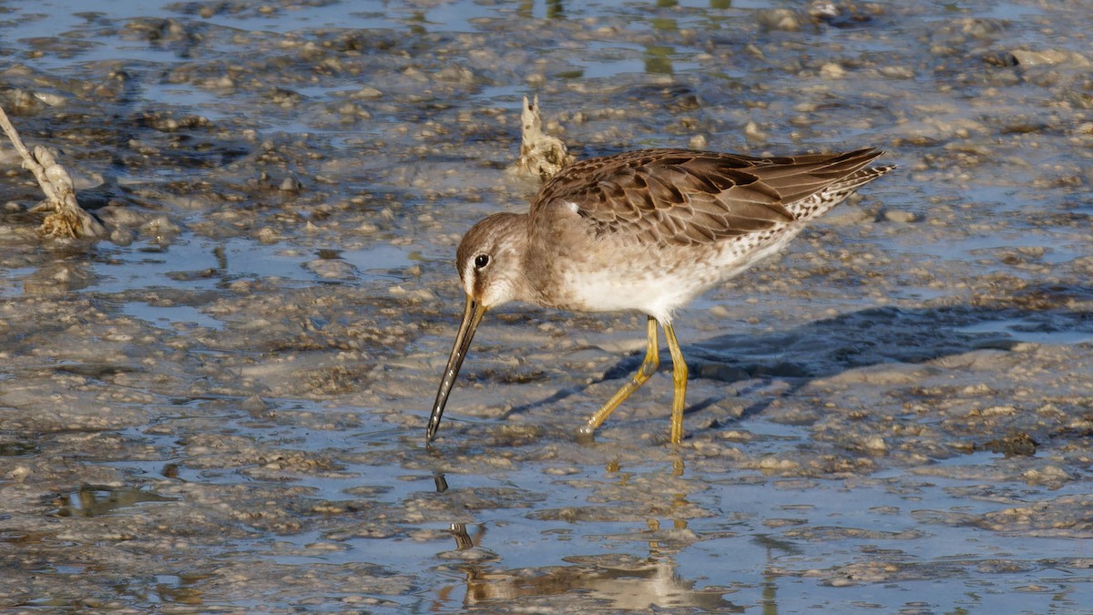 Long-billed Dowitcher - Daniel Dumas