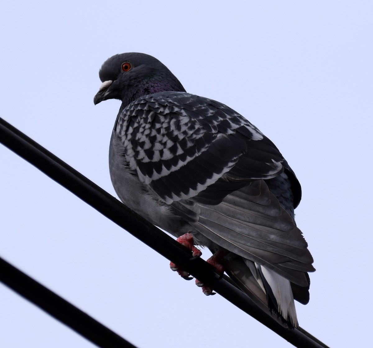Rock Pigeon (Feral Pigeon) - ML609635332