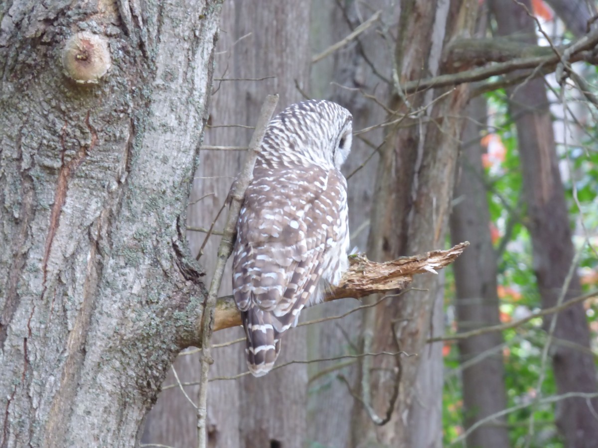 Barred Owl - ML609635360