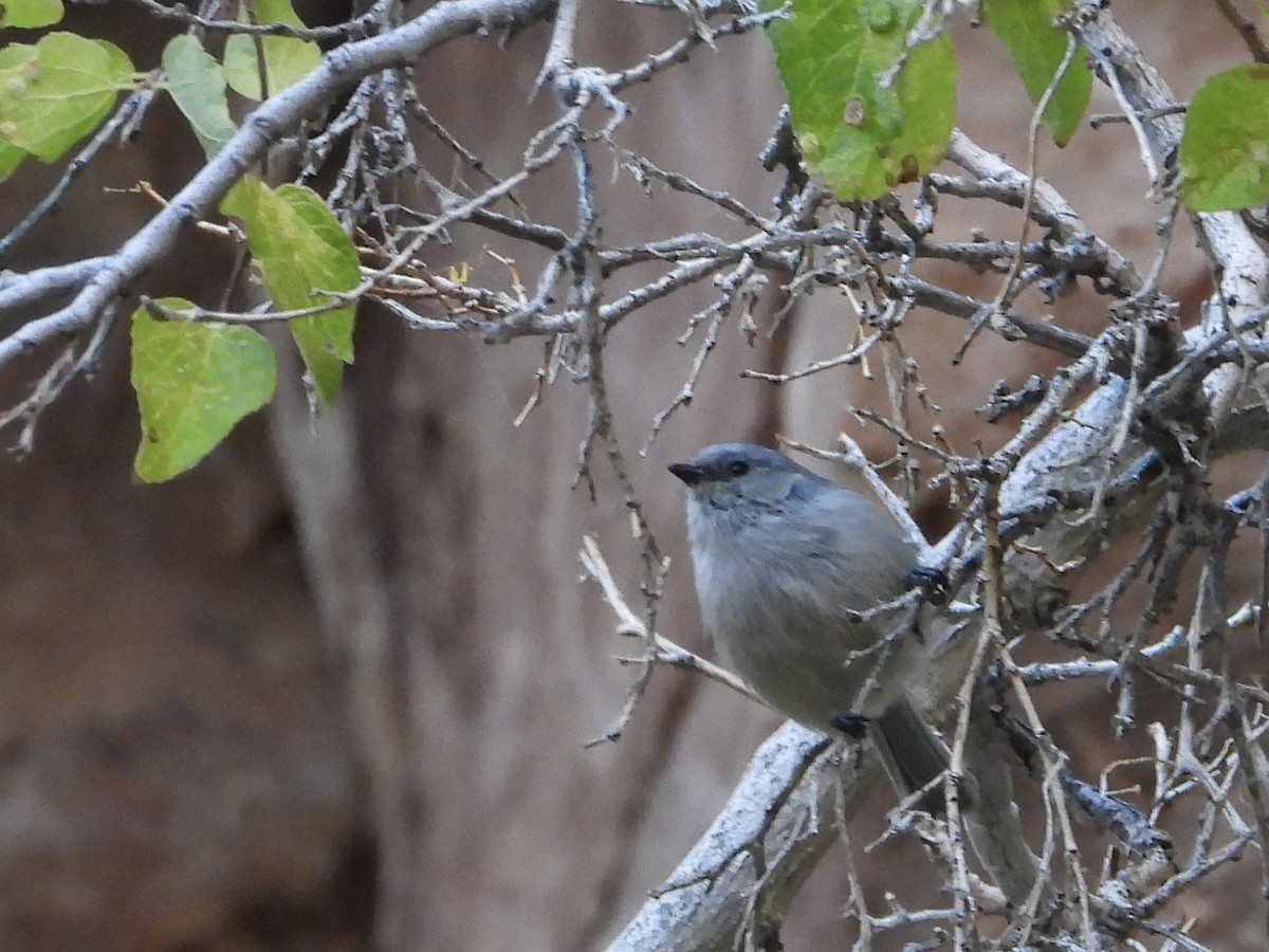 Bushtit - ML609635476