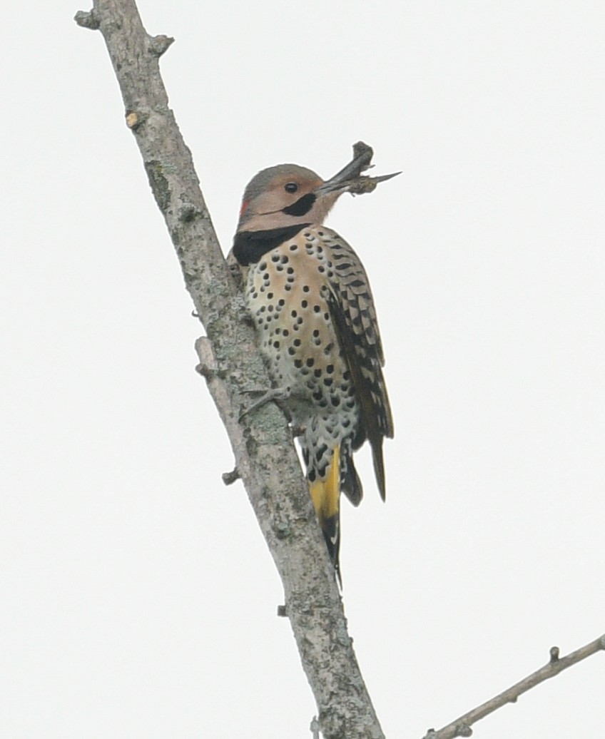 Northern Flicker - ML609635505