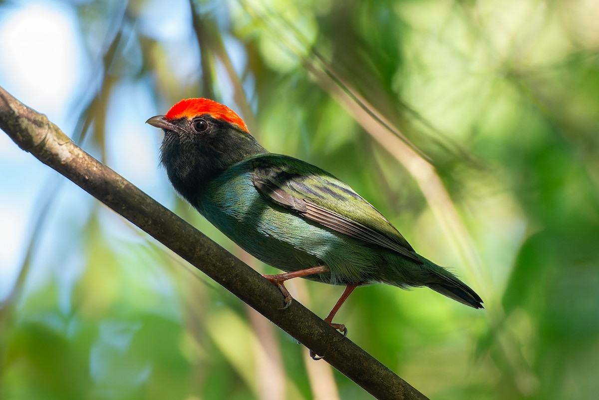 Swallow-tailed Manakin - LUCIANO BERNARDES