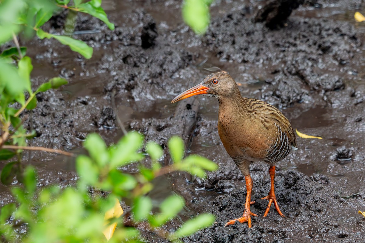 Mangrove Rail - ML609635538