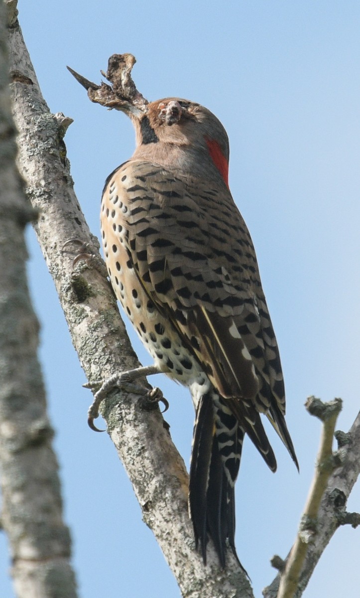 Northern Flicker - ML609635554
