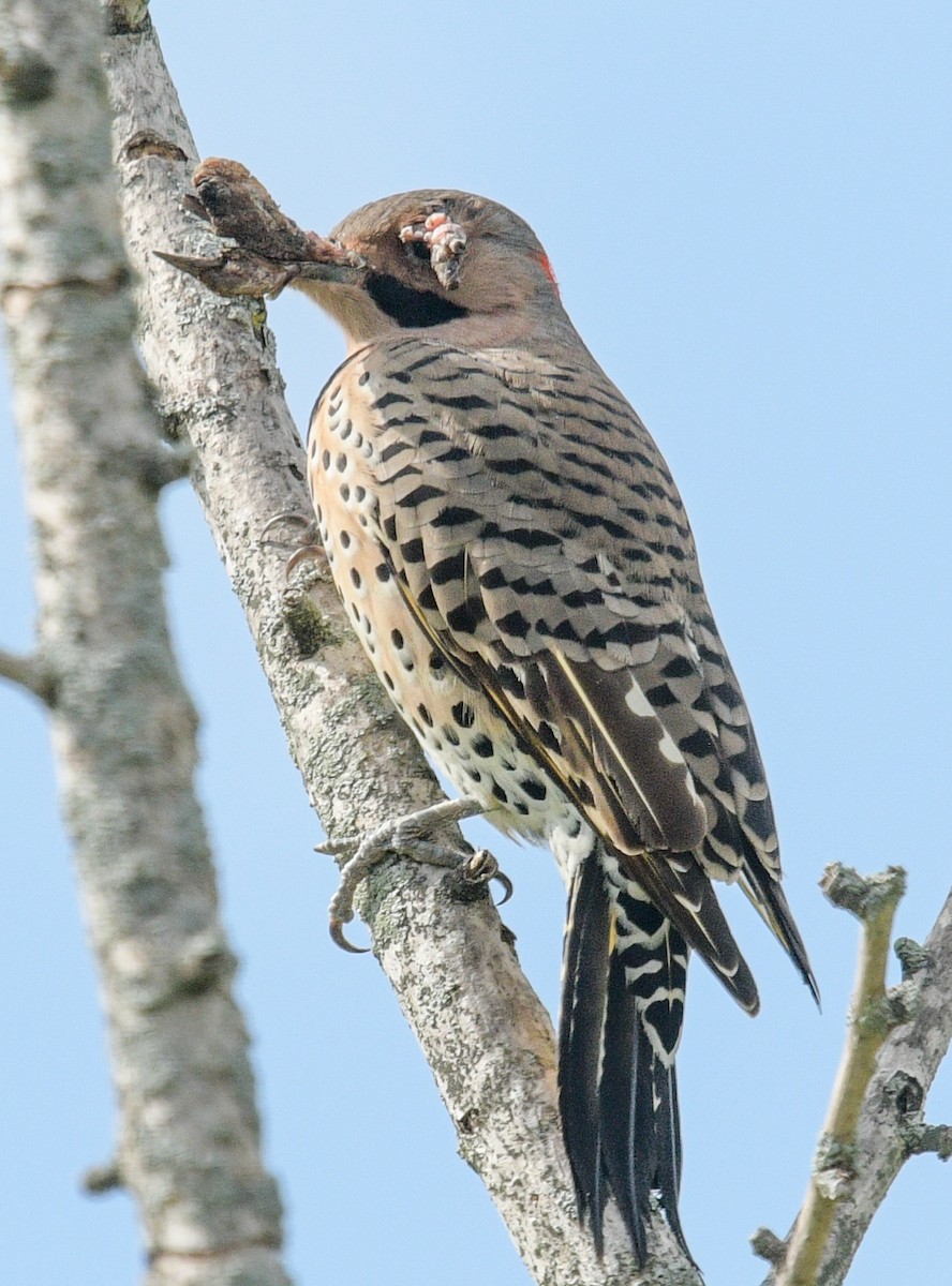 Northern Flicker - ML609635555