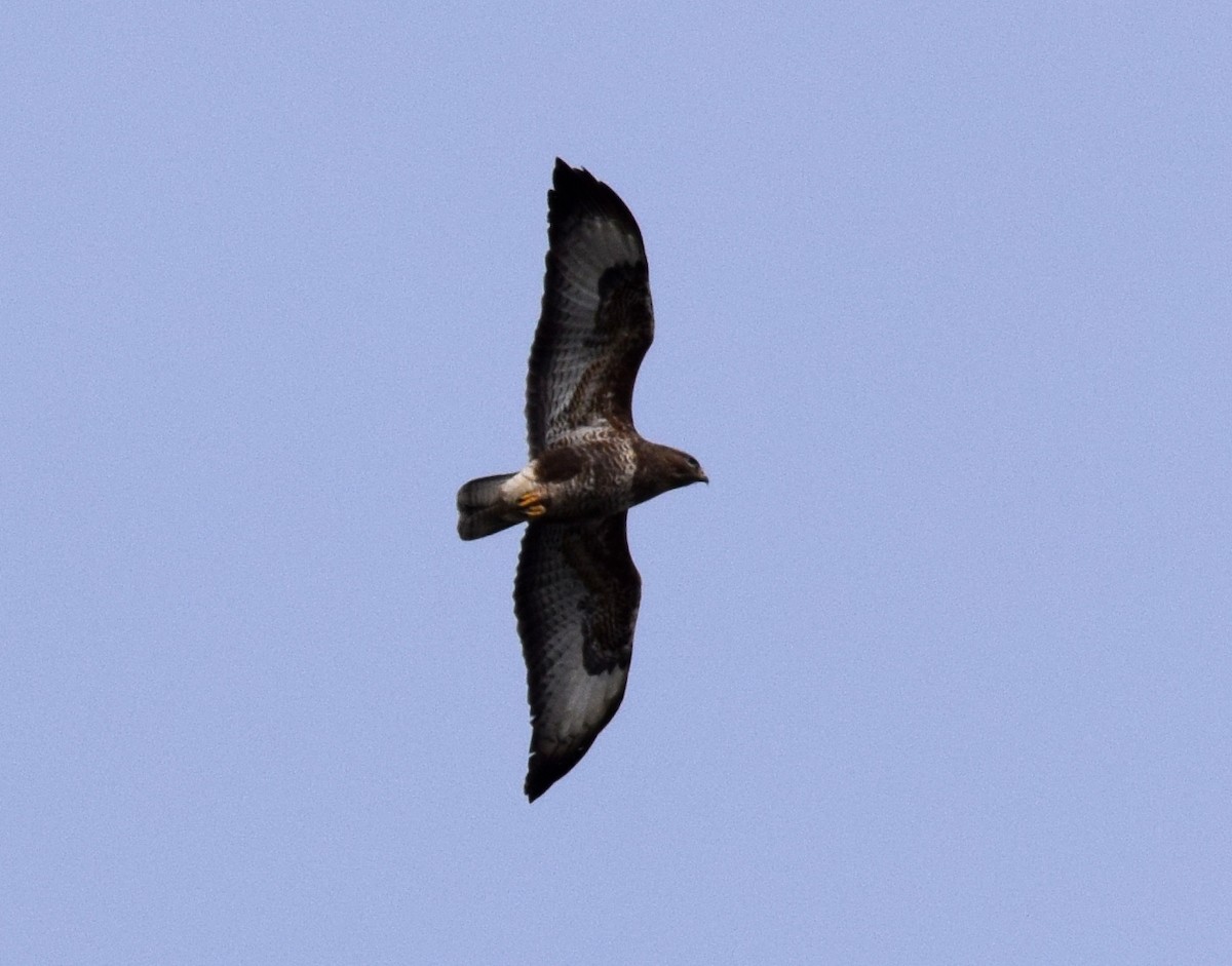 Common Buzzard - ML609635564