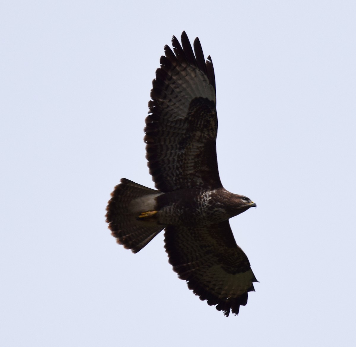 Common Buzzard - ML609635565