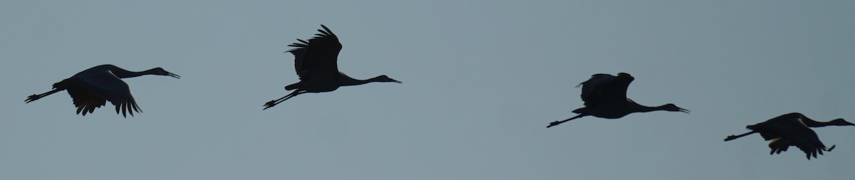 Sandhill Crane - ML609635594