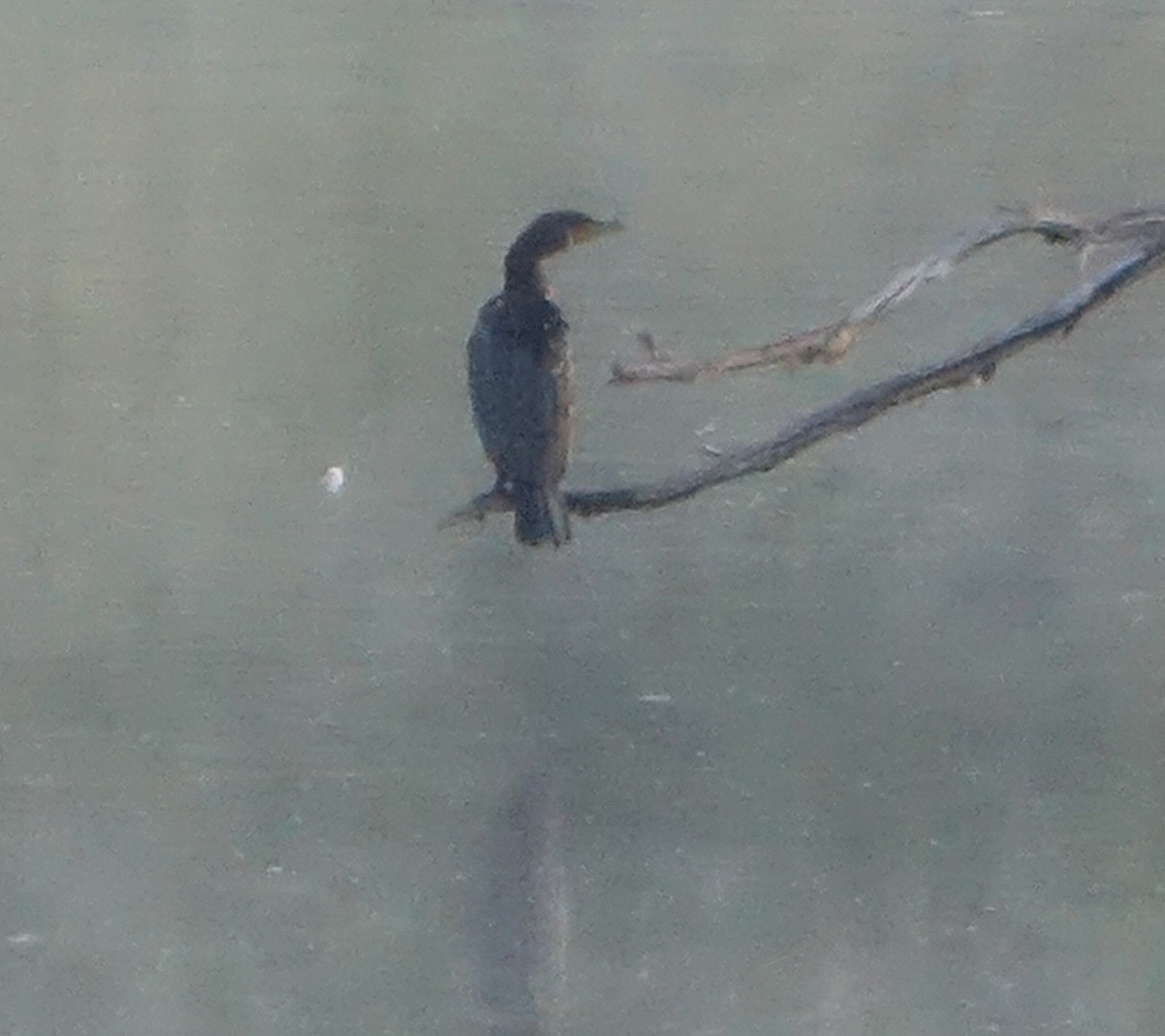 Double-crested Cormorant - ML609635728