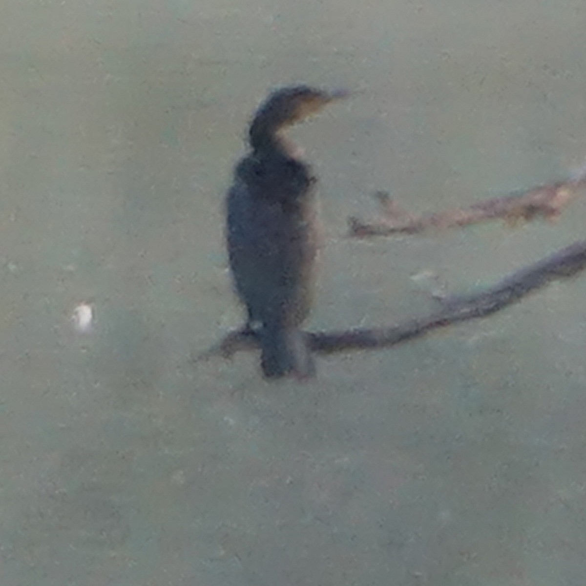 Double-crested Cormorant - ML609635729