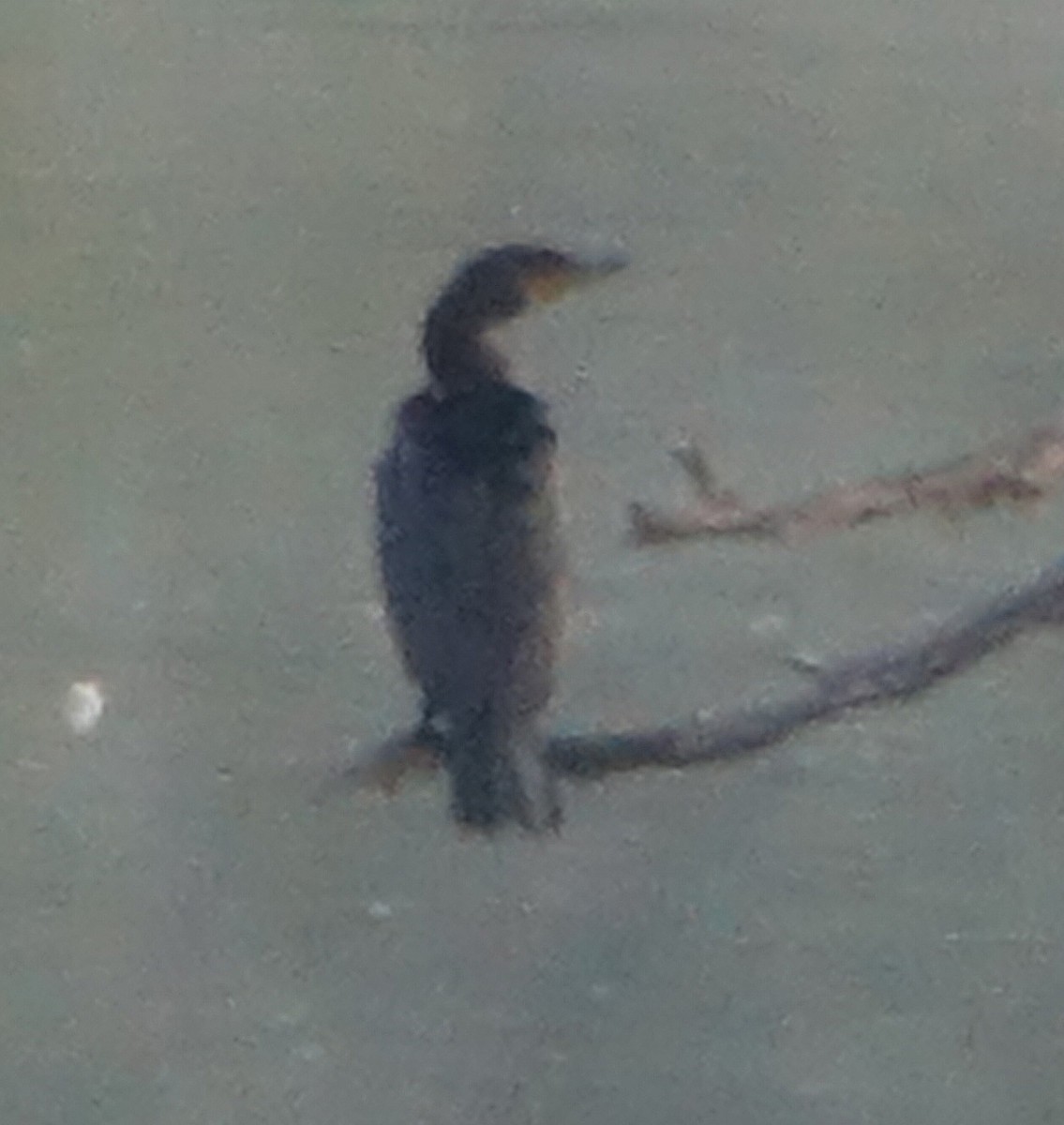 Double-crested Cormorant - ML609635730