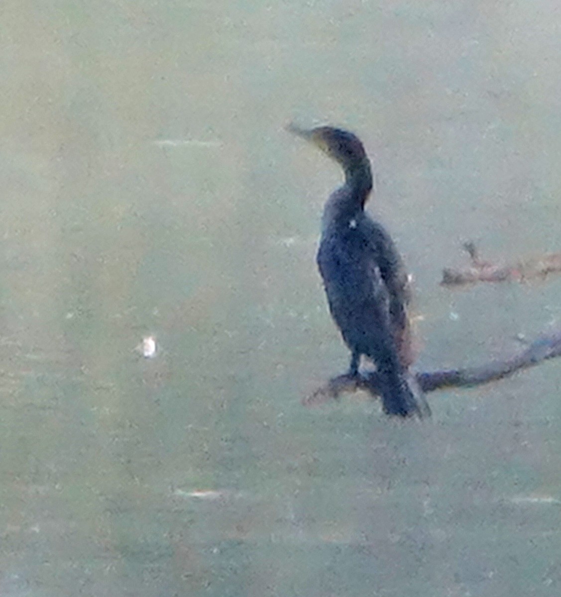 Double-crested Cormorant - ML609635733