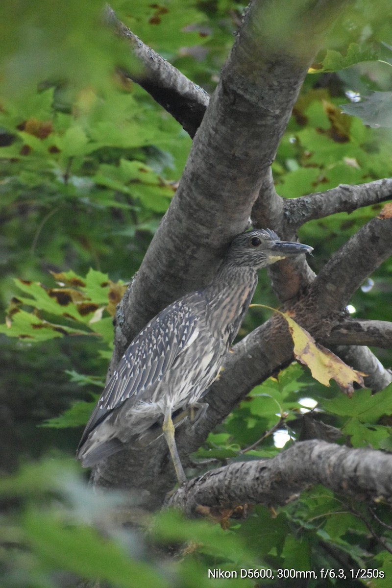 Yellow-crowned Night Heron - ML609635800