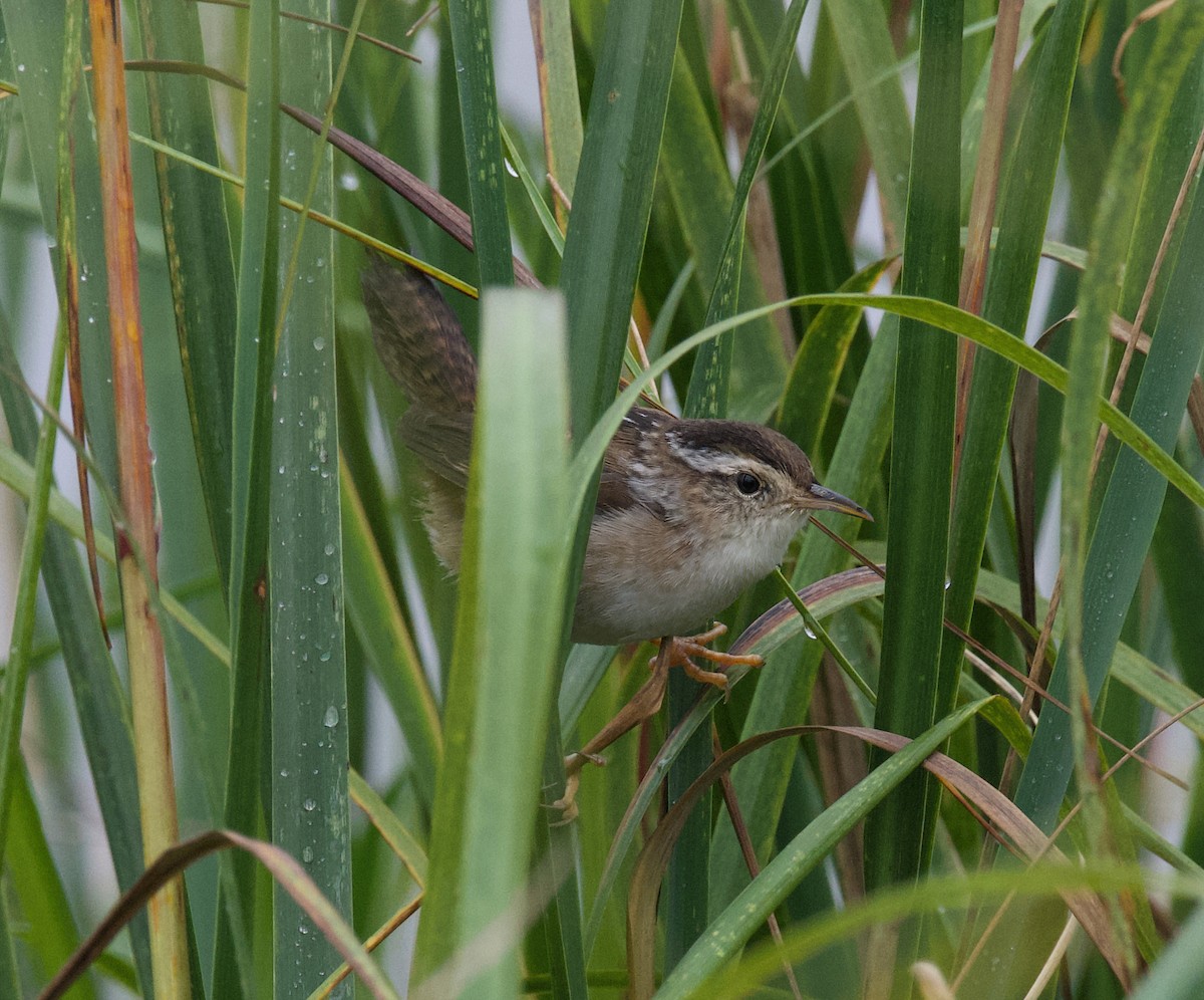 Marsh Wren - ML609635836