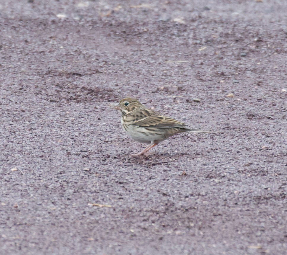 Vesper Sparrow - ML609635846