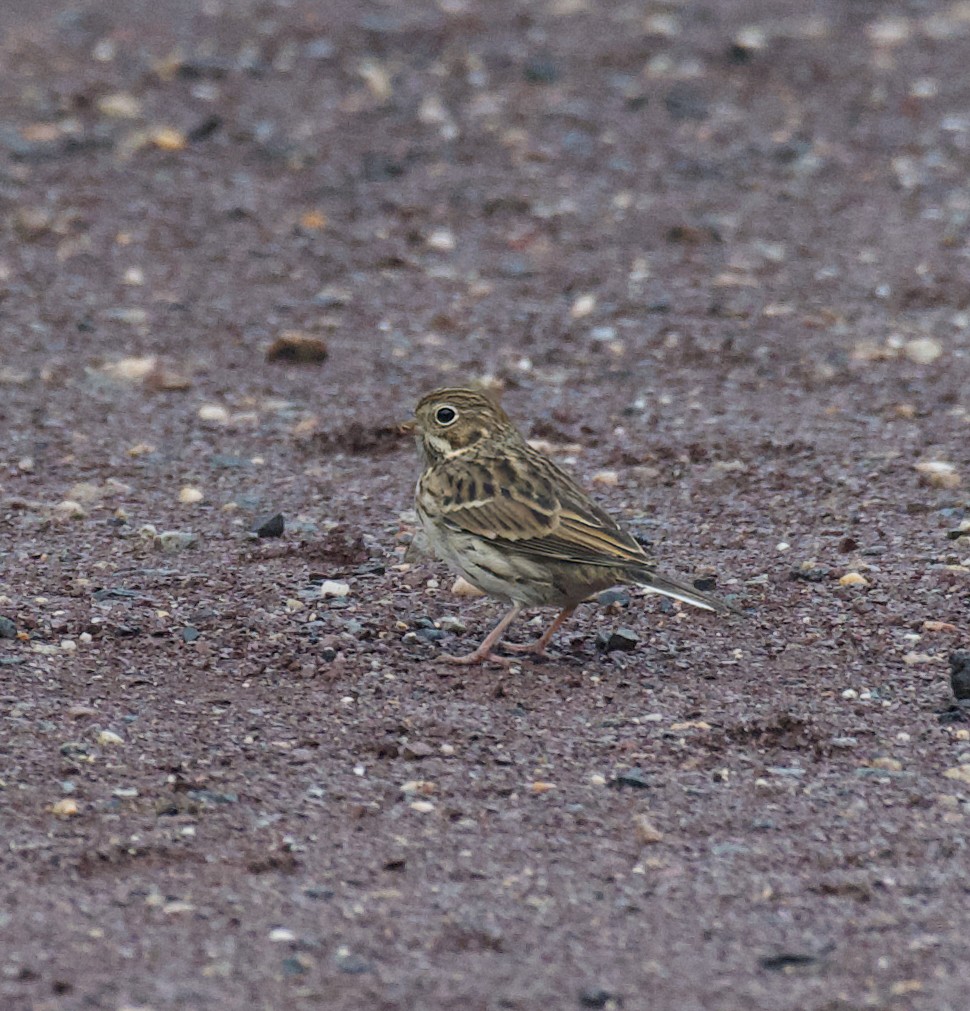 Vesper Sparrow - ML609635847