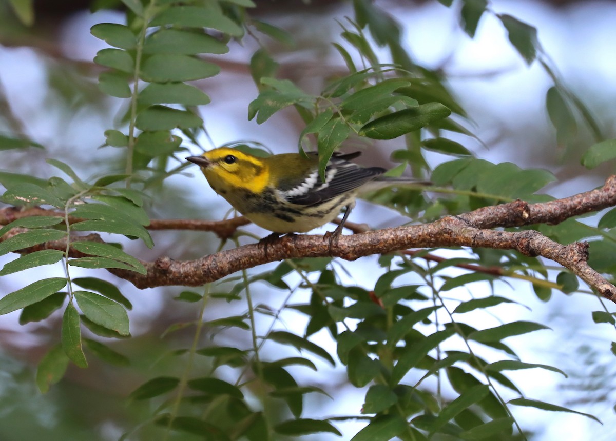 Black-throated Green Warbler - ML609635850