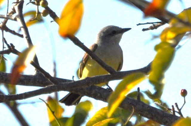Western Kingbird - ML609635855