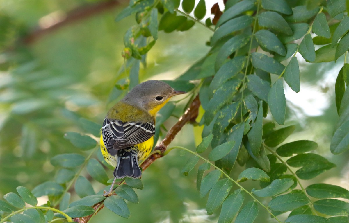 Magnolia Warbler - ML609635860