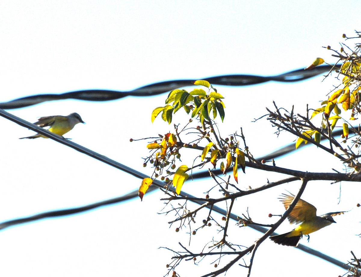 Western Kingbird - ML609635862